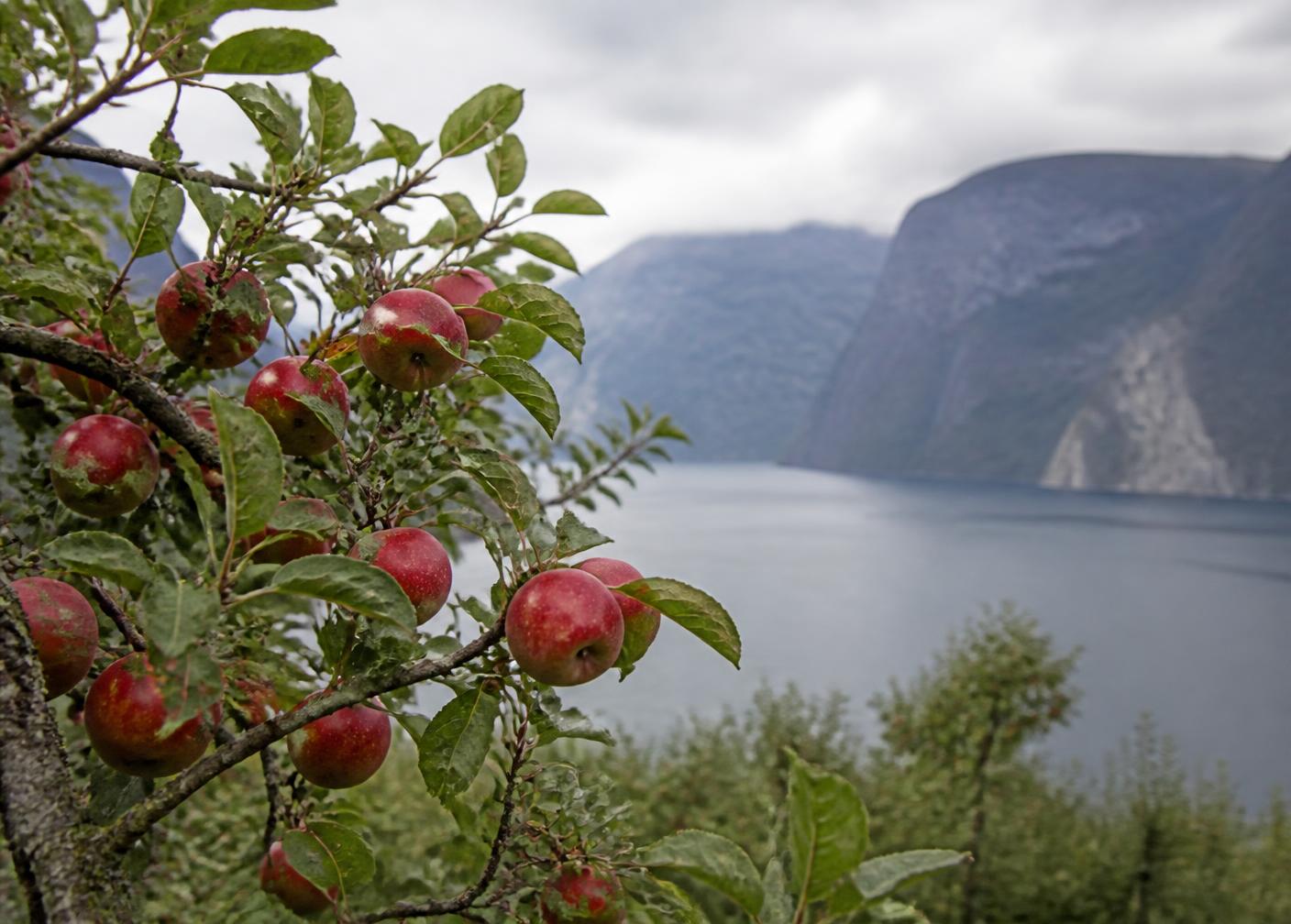Epletrær i Hardanger med modne epler og fjorden bak